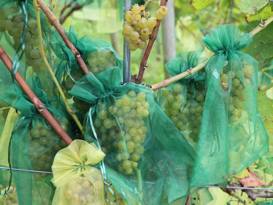 Um die Solaris-Trauben vor Wespen und Essigfliegen zu schützen, wurde jede Einzelne in ein Säcklein gepackt.
