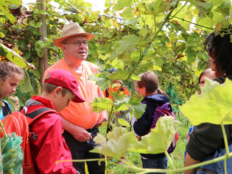 Rebmeister Rolf Eichenberger mit den Kindern im Weinberg.