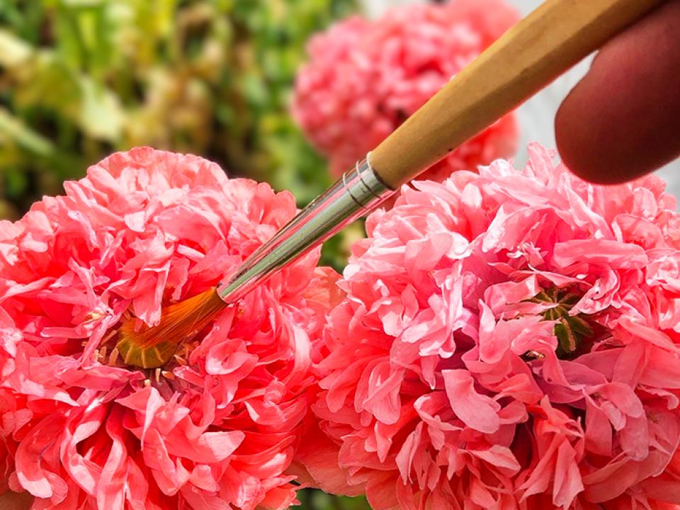 rosarote Blüten der Ziermohnsorte Schaffhausen werden von Hand bestäubt