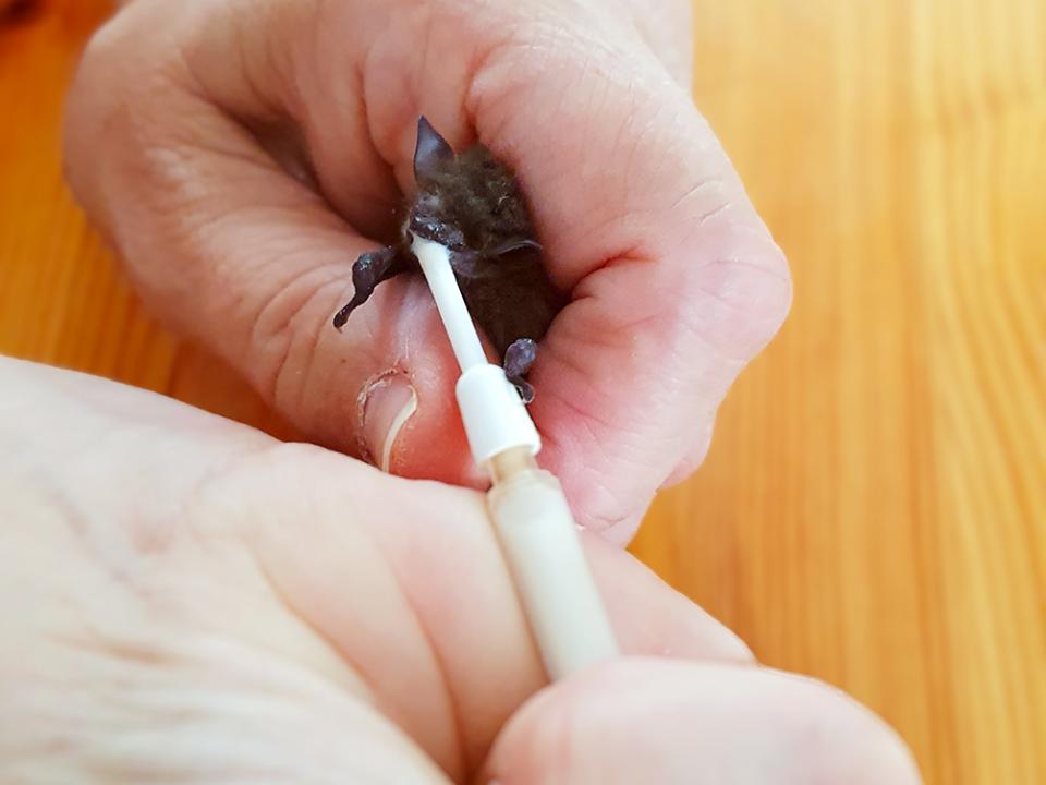 Eine Zwerg­fledermaus wird mit Milch gefüttert.