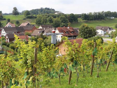 Zu Besuch im kleinsten Weinberg zwischen Nollen und Thur.