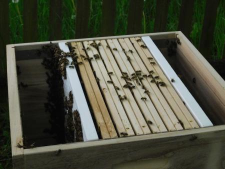 Die Bienen bei der Arbeit.