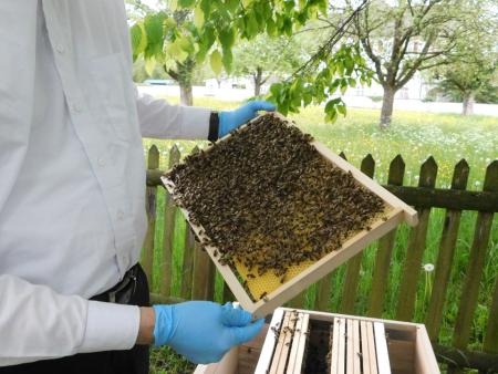 Ein Bienenvolk erreicht je nach Bienenrasse und Bienenbeute eine Grösse von ca. 70'000 Bienen.
