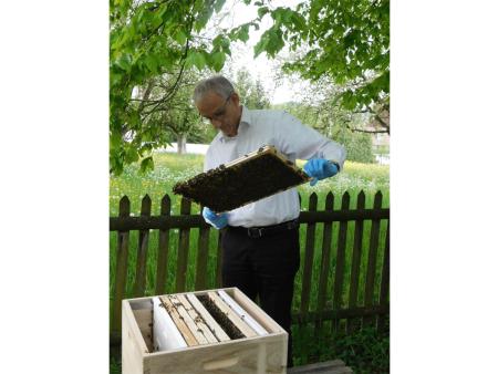 Lukas Weinhold untersucht die einzelnen Waben.