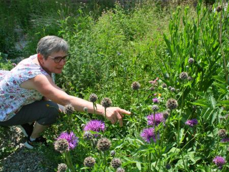 Der «unaufgeräumte» Garten lebt!