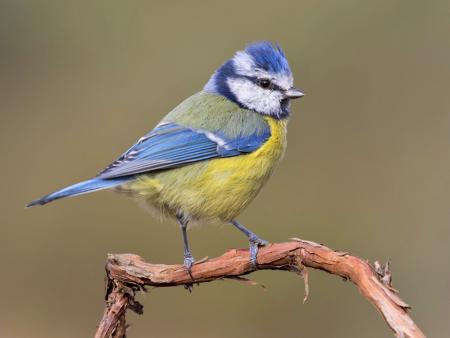 Biodiversität am Himmel