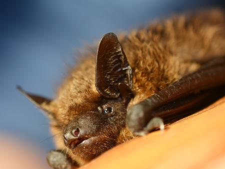 Fledermäuse brauchen Fürsprecher
