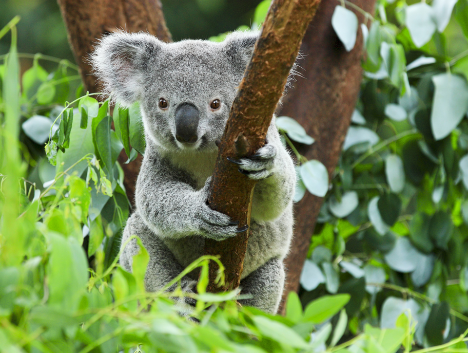 Der Bestand der Koalas ist durch die Buschbrände in Australien bedroht.