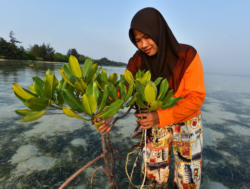 Teile der Insel Pari vor der Küste der indonesischen Hauptstadt Jakarta werden wegen des Klimawandels regelmässig vom Meerwasser überflutet. Zum Schutz vor den steigenden Fluten wurden Mangrovenbäume gepflanzt.