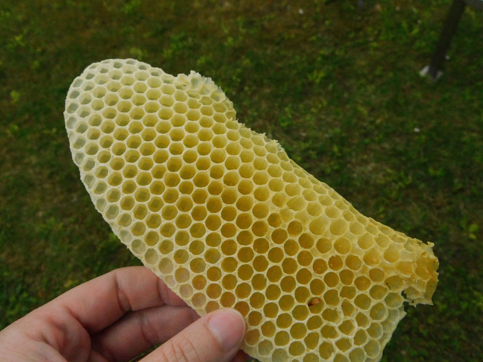 Die grosse Baukunst einer Bienenwabe im Detail. 