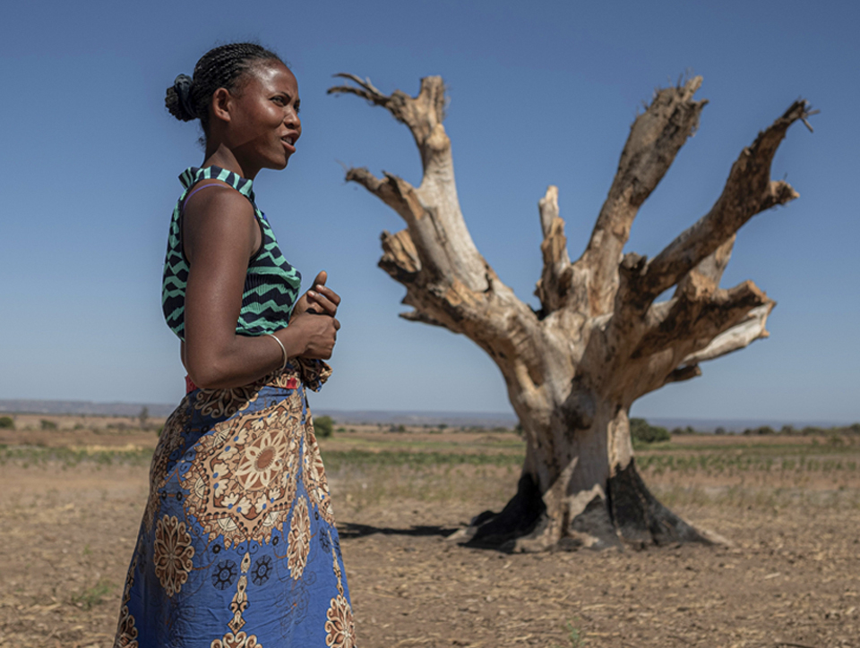 Eine Madagassin auf ausgetrocknetem Feld mit Überresten eines Mangobaumes
