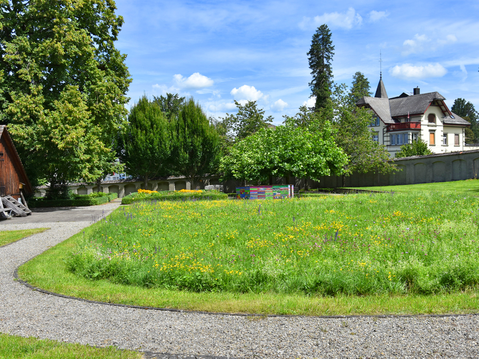 Ökowiese im Klösterligarten 