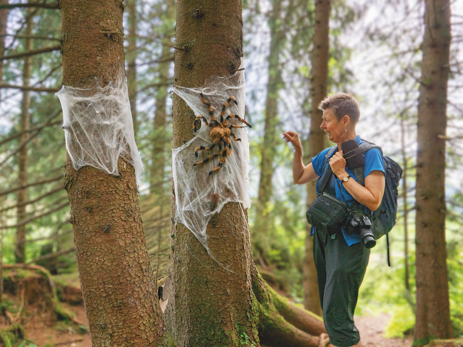 Riesige, haarige Spinne am Baumstamm entlang des Wetterhexenweges