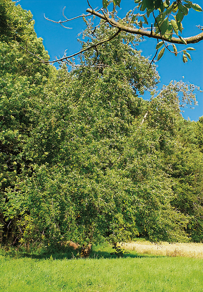 Birnbaum