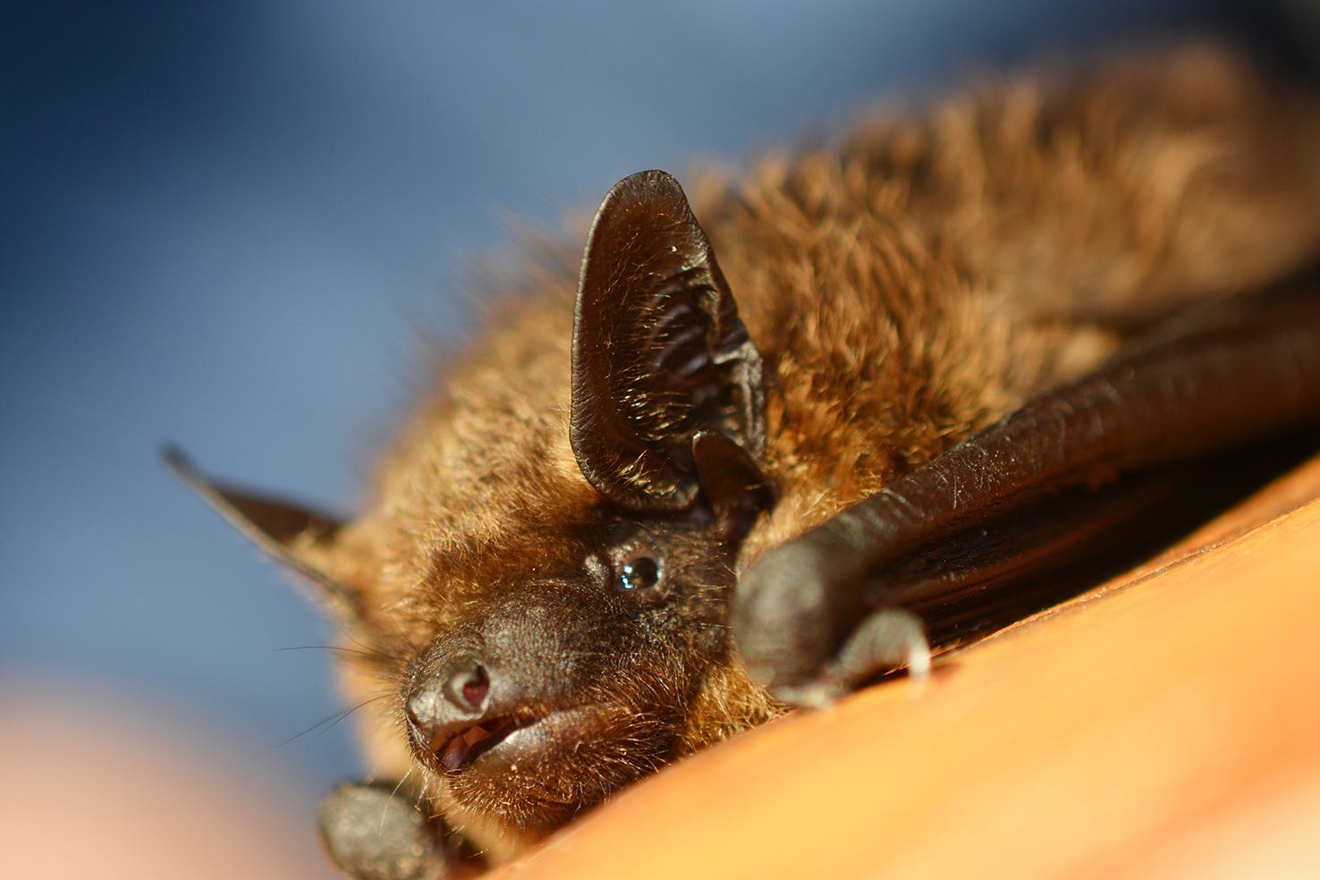 Breitflügelfledermaus